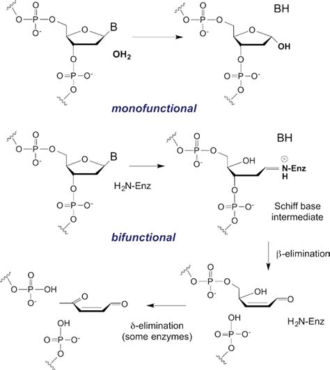 Glycosidic Bond Dna