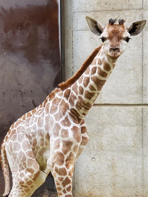 天王寺動物園、キリンの赤ちゃん死亡 誕生から1週間 あべの経済新聞