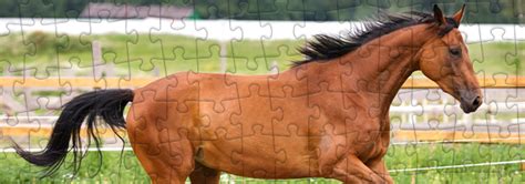 Chevaux Puzzles Puzzle de 1000 pièces puzzleYOU