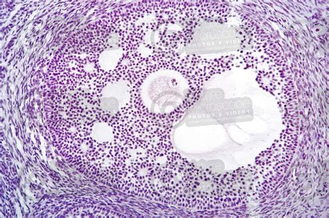 Rabbit Ovary Transverse Section X Rabbit Mammals