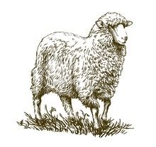 Sheep Drawing, Sketch Free Stock Photo - Public Domain Pictures