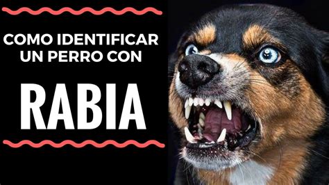 Sintomas De La Rabia En Los Perros Salva Tu Vida Y La De Tu