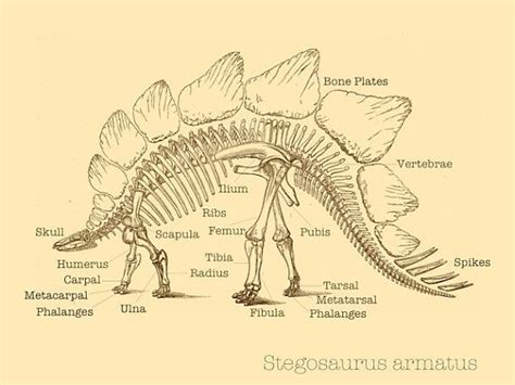 Stegosaurus | Nerd art, Dinosaur fossils, Dinosaur