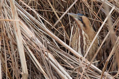 Rohrdommel Forum für Naturfotografen