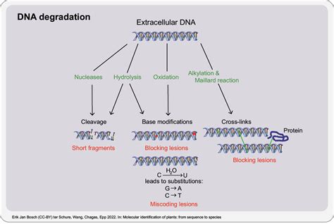 Methodology For Y Chromosome Capture A Complete Genome Sequence Of Y