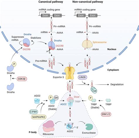 Canonical And Non Canonical MiRNA Biogenesis Pathways Adapted From A