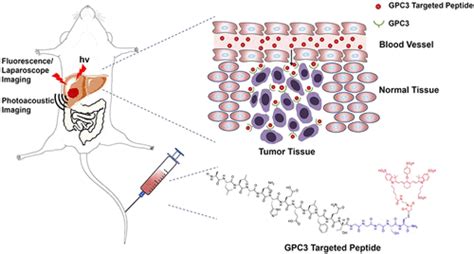 Multi Modal Imaging Probe For Glypican 3 Overexpressed In Orthotopic