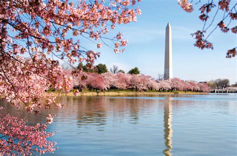 Washington DC Cherry Blossom Wallpapers - Top Free Washington DC Cherry ...
