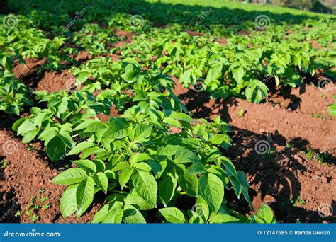 Planta De Batata Imagem De Stock Imagem De Nave Fazendeiro