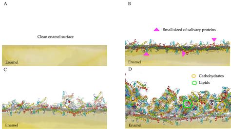 Formation Of Acquired Salivary Pellicle A Clean Enamel Surface B