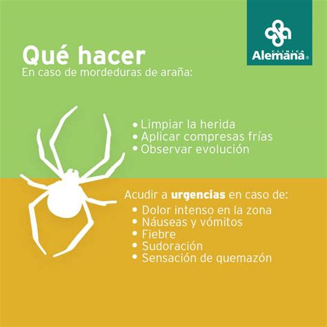 Qué hay que hacer si te pica una araña MiBBmemima