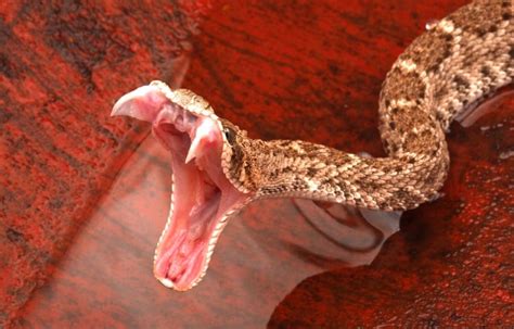 Snake Teeth Facts You Need To Know About Snake Fangs