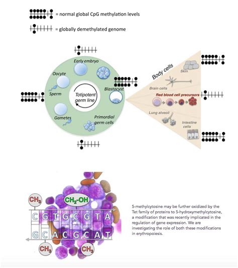 Aging, health and disease – view from the DNA Methylome - AGINGSCIENCES ...