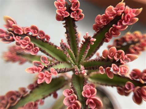 Kalanchoe Pink Butterfly Rsucculents