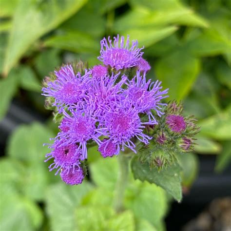 Ageratum Houstonianum Timeless Mix Floss Flower Timeless Mix