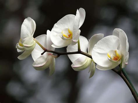 White Orchid Meaning & Symbolism: Important Facts - Petals And Hedges