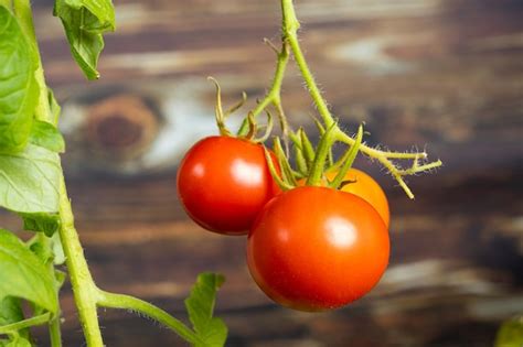 Premium Photo Growing Tomatoes From Seeds Step By Step Step Ripe