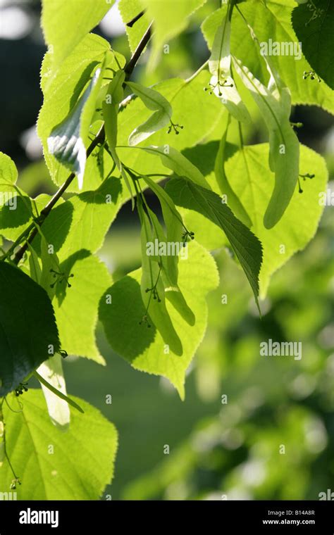 Leaf Tilia Hi Res Stock Photography And Images Alamy