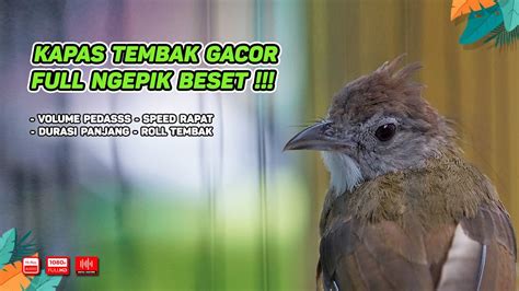 Kapas Tembak Gacor‼️ Cocok Untuk Masteran Murai Batu Dan Pancingan Burung Bahan Episode 14