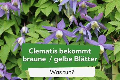 Clematis Bekommt Braune Oder Gelbe Bl Tter Was Tun