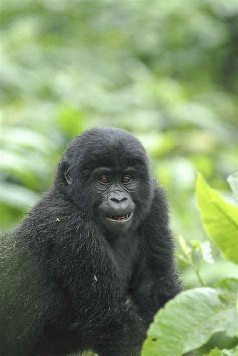 6 Days Uganda Great Apes Safari Bonobos African Safari Holidays