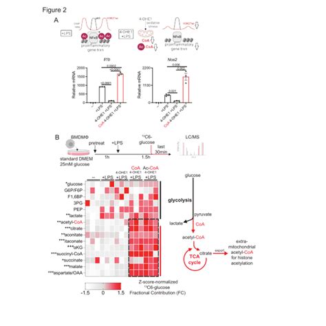 Coa Enhances Glucose Entry Into The Mitochondrial Tca Cycle A Top