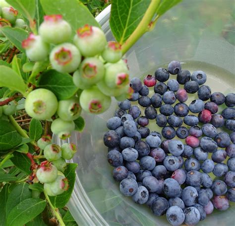 Joe's Retirement Blog: Blueberry Season, Plymouth, Massachusetts, USA