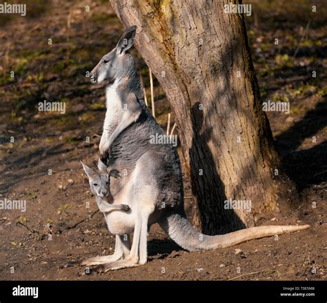 Red kangaroo (Macropus rufus) is the largest of all kangaroos, the ...