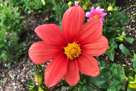 Dalia La Flor Nacional De M Xico