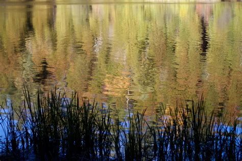 Banco de imagens panorama árvore agua natureza floresta pântano