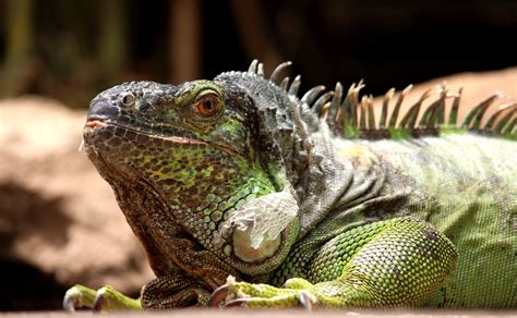 Free Images Nature Animal Dry Wildlife Zoo Green Scale Iguana