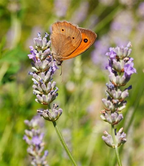 Premium Photo | Butterfly on lavender flowers