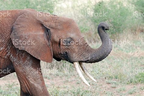 Elephant Full Of Mud To Protect From Sun Stock Photo Download Image