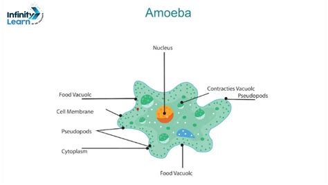 Amoeba Nutrition Digestion Diagram And Pseudopodia