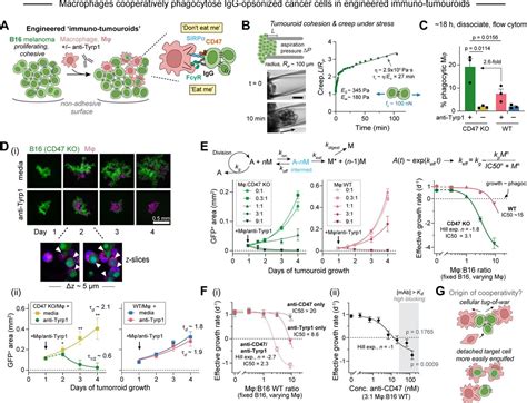 Macrophage Phagocytosis Assay