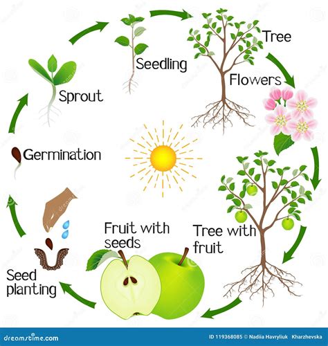 Cirkulering F R Liv F R Apple Tr D Som Isoleras P Vit Bakgrund Vektor