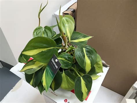 Philodendron Filodendron Scandens Brasil d 12 cm Łaziska Górne Kup