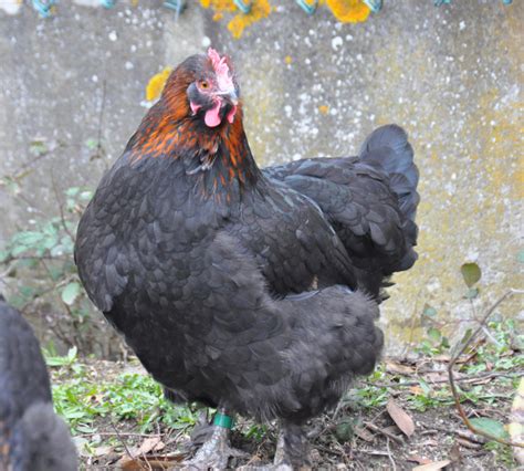 Vos avis sur Marans Noires camail cuivré