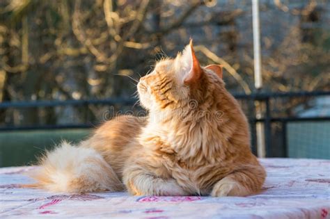 Gato De Pelo Largo Adorable De La Raza Siberiana Adentro Relajarse