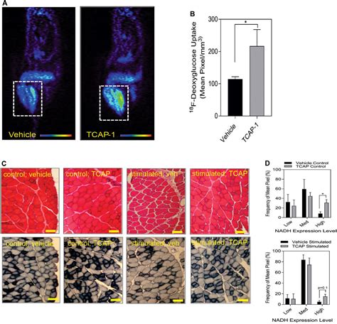 Frontiers Skeletal Muscle Metabolism And Contraction Performance