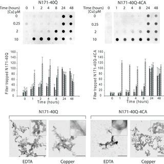 Cysteine Oxidation Blocked N Mutant Huntingtin Has Decreased Soluble