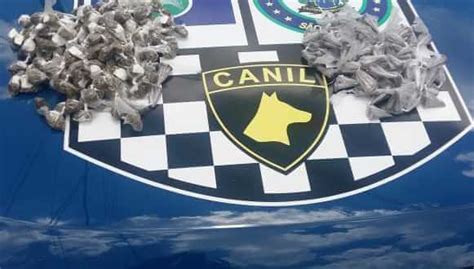 Canil Da GM Localiza Drogas Na Zona Sul Comando VP