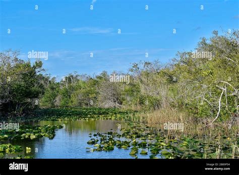 Everglades Miami Fl Usa Stock Photo Alamy