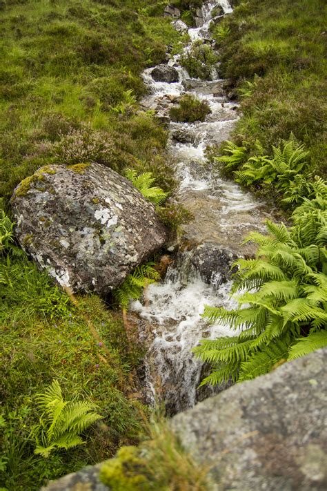 Fotos Gratis Paisaje árbol Naturaleza Bosque Césped Rock