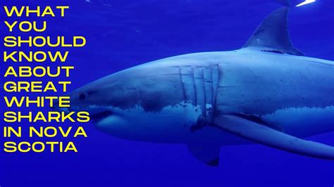 What You Should Know About Great White Sharks In Nova Scotia On Vimeo