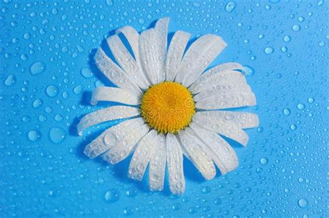 Download Daisy Flower In 4k Wallpaper | Wallpapers.com