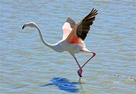 Gironde Un élégant Flamant Rose Fait Escale à La Réserve