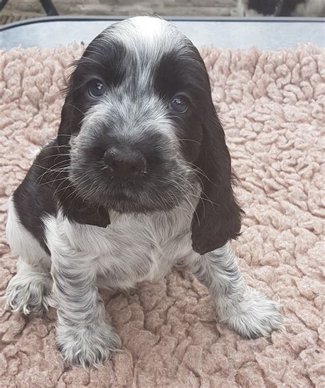 Light Blue Roan Cocker Spaniel