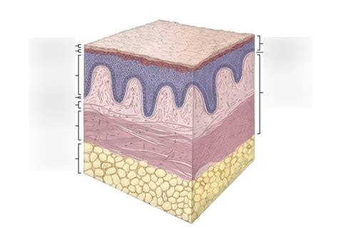 Literally only the Oral Mucosa Diagram Diagram | Quizlet