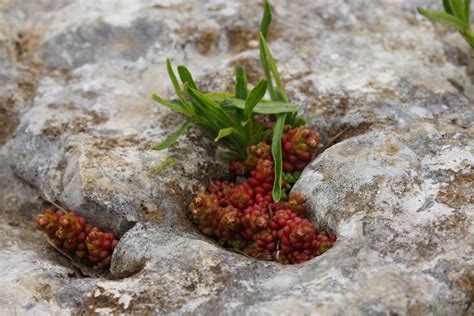 Rnikasta Homulica Sedum Atratum Slovenska Flora